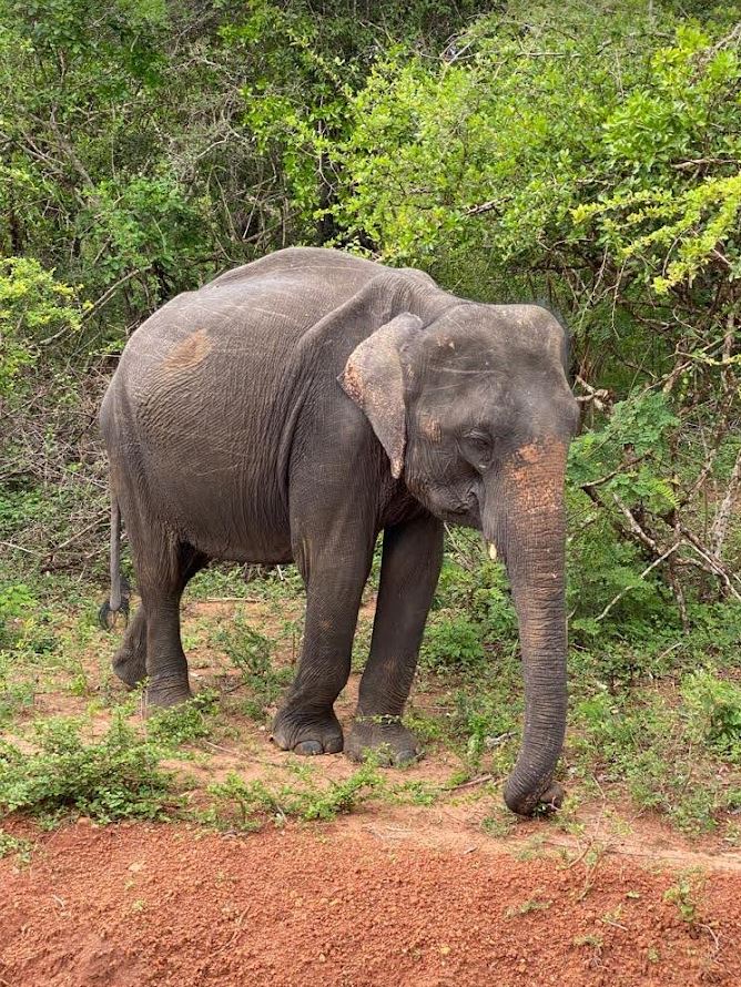 Sigiriya Car Hire With Driver Sri Lanka