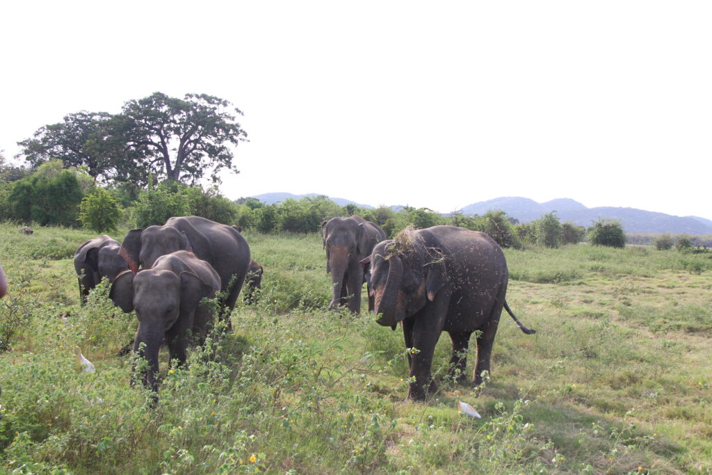 Yala Private Driver Sri Lanka